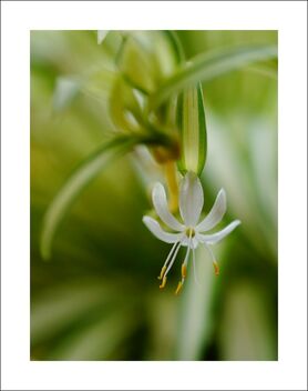 white - бесплатный image #474523